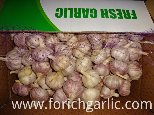 Size 5 0cm Garlic 2019